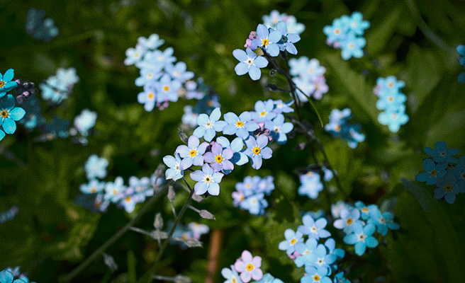 7588 Myosotis scorpioides